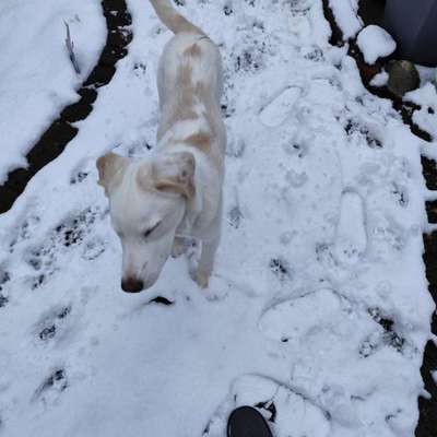 KRITIKOS LAGONIKOS-Beitrag-Bild