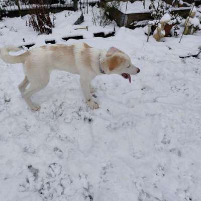 KRITIKOS LAGONIKOS-Beitrag-Bild