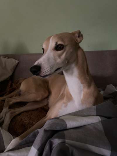 Windhunde - Treffen der besonderen Schönheiten
HERZLICH WILLKOMMEN-Beitrag-Bild