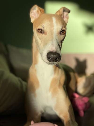 Windhunde - Treffen der besonderen Schönheiten
HERZLICH WILLKOMMEN-Beitrag-Bild