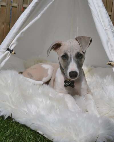 Windhunde - Treffen der besonderen Schönheiten
HERZLICH WILLKOMMEN-Beitrag-Bild