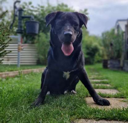 Wurfgeschwister gesucht-Beitrag-Bild