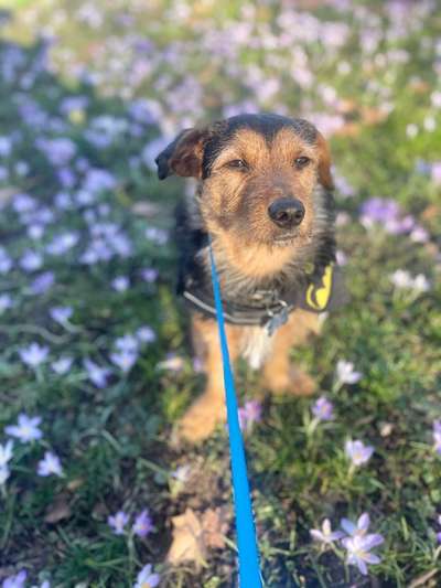 Challenge 23 : "  Euer Hund beim Frühlingserwachen "-Beitrag-Bild