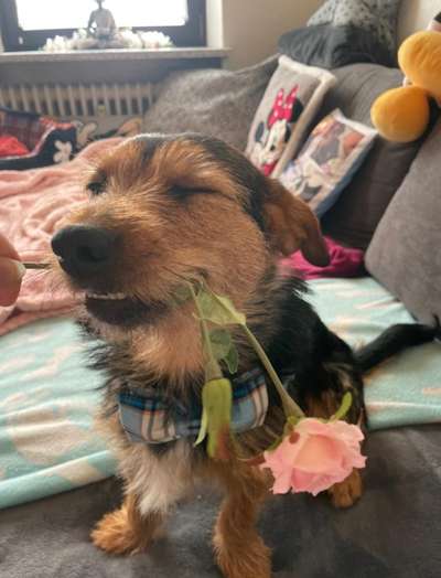 Dogorama Photo Challenge - Be my valentine-Beitrag-Bild