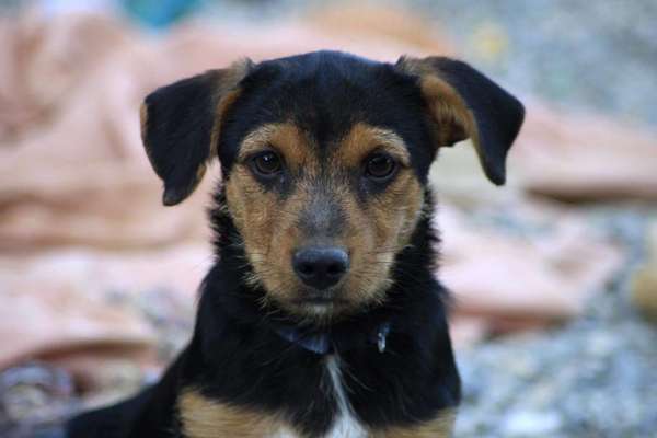 Fotochallange Nr. 57     PORTRÄT.   Beendet!!!!!!!!-Beitrag-Bild