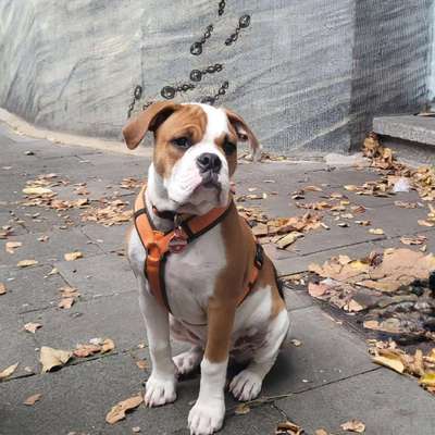 Conti Besitzer? :-)-Beitrag-Bild