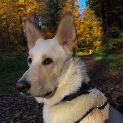 Hundetreffen-Bester Freund/in gesucht 🐶-Bild