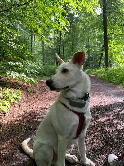 Hundetreffen-Bester Freund/in gesucht 🐶-Bild