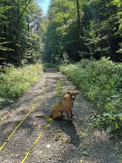 Hundetreffen-Hunderunde Frankenholz-Bild