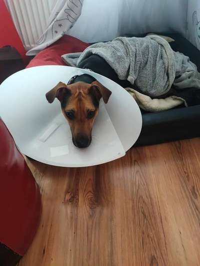 Rutenamputation-Beitrag-Bild