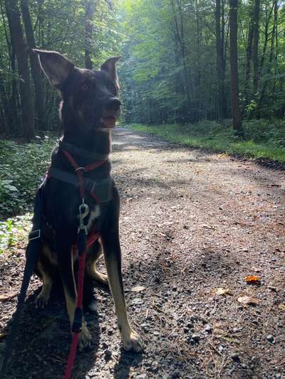 Hundetreffen-Hundebuddy gesucht-Bild