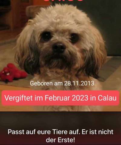 Giftköder-Vergifteter Hund-Bild