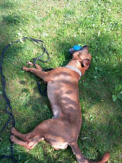 138. Fotochallenge 

(M)Ein Ball und ich-Beitrag-Bild