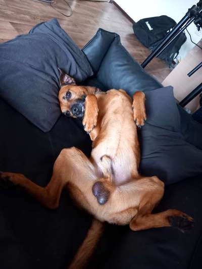 Dogorama Photo Challenge - Zeigt her eure Bäuche-Beitrag-Bild