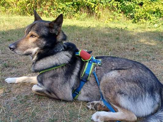 Freddys Kummerkasten-Beitrag-Bild