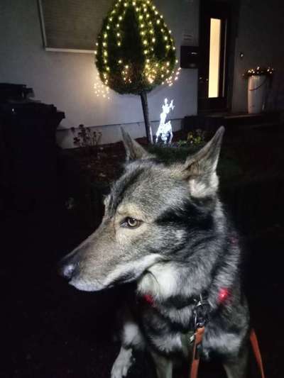 Freddys Kummerkasten-Beitrag-Bild