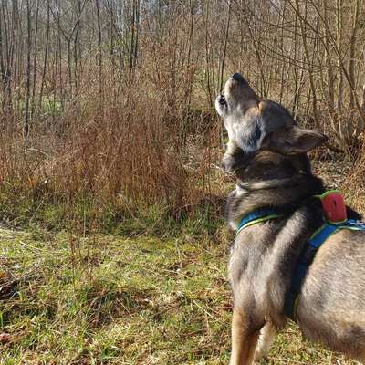 Freddys Kummerkasten-Beitrag-Bild