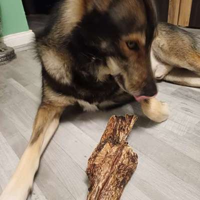 Wie handhabt ihr Duftkerzen mit Hund? Gibt es wirklich keine „pet-safe“ Marken?-Beitrag-Bild