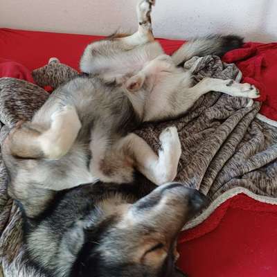 Freddys Kummerkasten-Beitrag-Bild