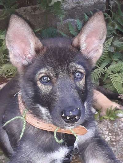 Zeigt euren Hund wo er was lustiges macht als Welpe-Beitrag-Bild