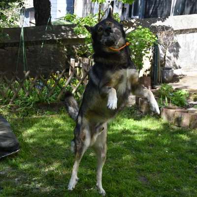 Freddys Kummerkasten-Beitrag-Bild