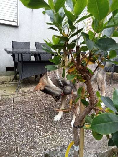 Freddys Kummerkasten-Beitrag-Bild