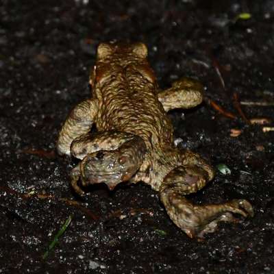 Freddys Kummerkasten-Beitrag-Bild