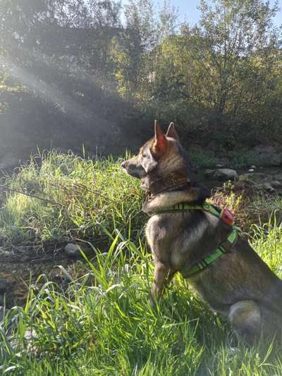 Freddys Kummerkasten-Beitrag-Bild