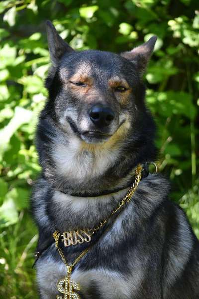 Freddys Kummerkasten-Beitrag-Bild