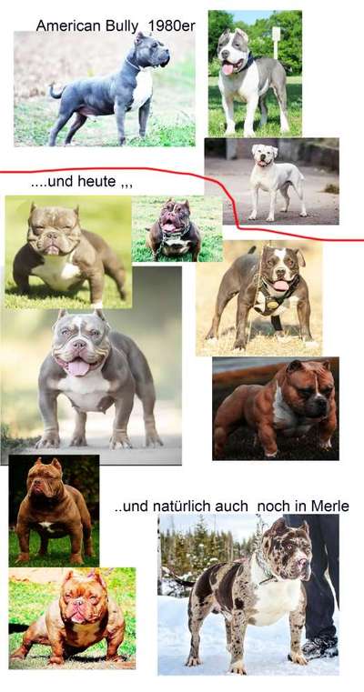 Werbung mit kupierten Hunden-Beitrag-Bild