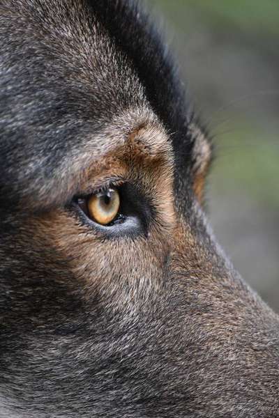 Die Augen Deines Hundes-Beitrag-Bild