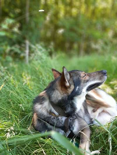 Dogorama Photo Challenge - Schattiges Plätzchen-Beitrag-Bild