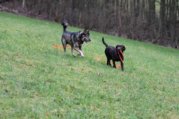 Bild wo euer Hund quatsch macht-Beitrag-Bild