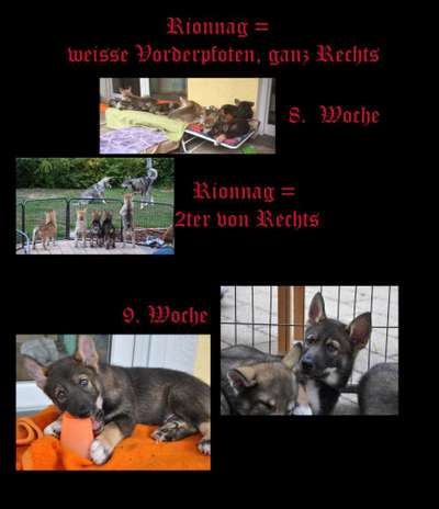 Als Welpen sind sie alle noch süßer-Beitrag-Bild