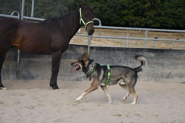 Geschirr für "lange" Hunde-Beitrag-Bild