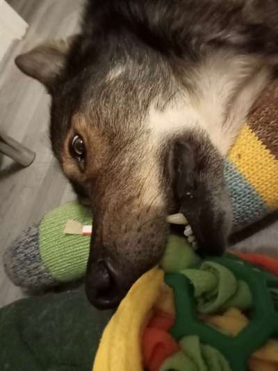 Freddys Kummerkasten-Beitrag-Bild