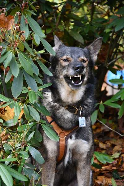 Lustigsten Bilder-Beitrag-Bild