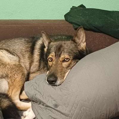 Freddys Kummerkasten-Beitrag-Bild