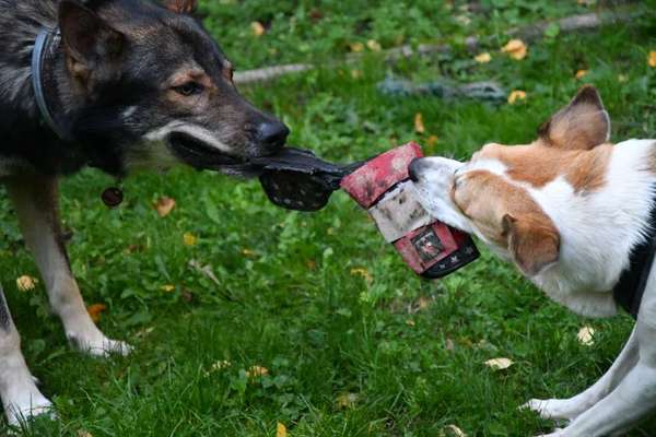 Zeige deinen Schatz mit seinem Lieblingsspielzeug.-Beitrag-Bild