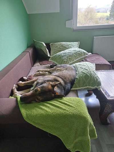 Spitzname(n) Deines Hundes-Beitrag-Bild