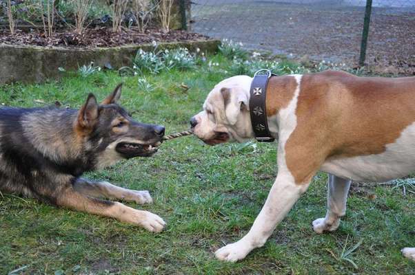 Dein Hund im Dogorama-Kalender 2021-Beitrag-Bild