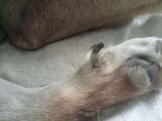 Doppelte Wolfskralle-Beitrag-Bild