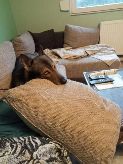 Freddys Kummerkasten-Beitrag-Bild