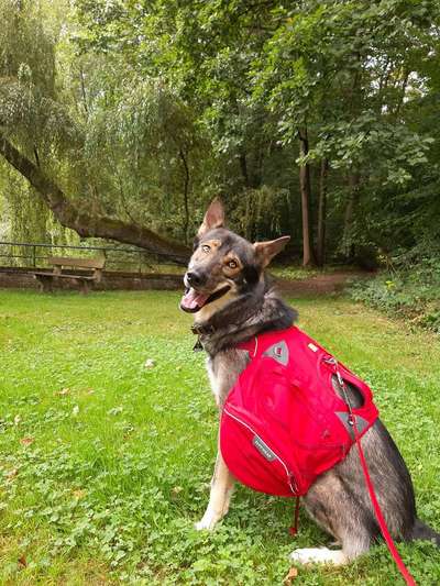 Ruffwear Frontrange Rucksack-Beitrag-Bild