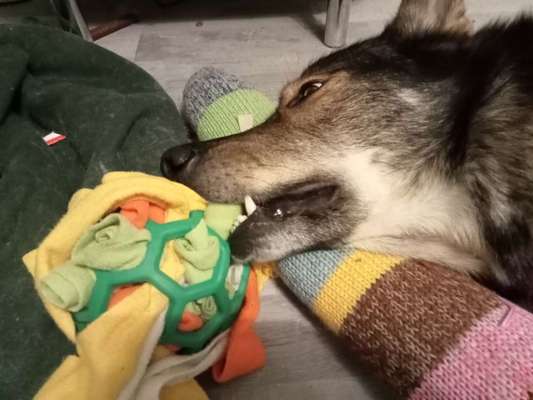 Freddys Kummerkasten-Beitrag-Bild