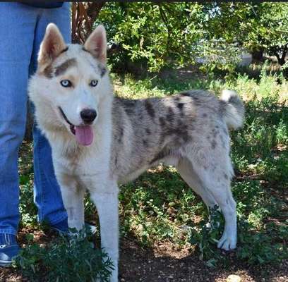 Qualzucht - Warum Aufklärung alleine nicht reicht-Beitrag-Bild