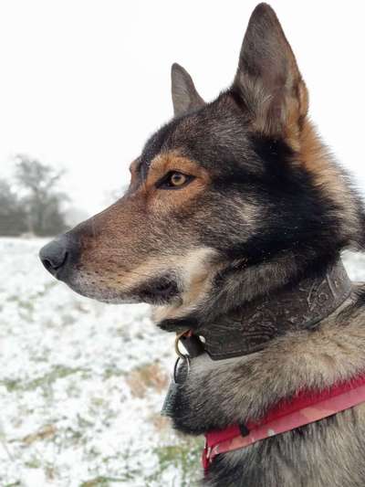 Freddys Kummerkasten-Beitrag-Bild