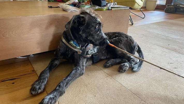 Freddys Kummerkasten-Beitrag-Bild