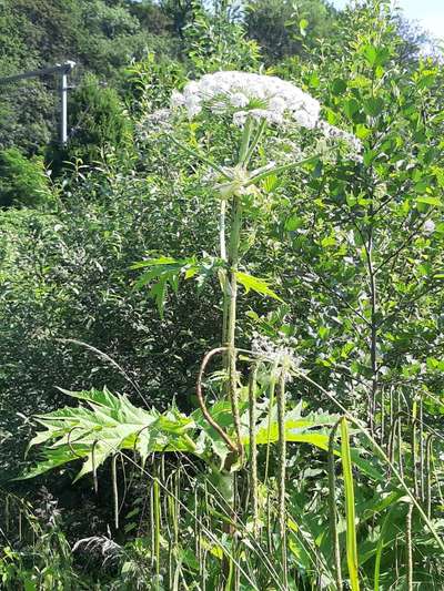 Wunderschöne aber auch "giftige Natur"...Sammeltread, für Giftpflanzen möglichst mit  (eigenem) Foto-Beitrag-Bild