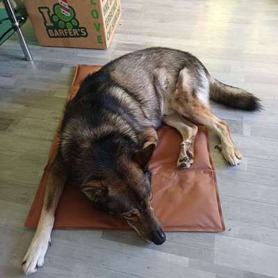 Kühlmattten für Hunde und Katzen-Beitrag-Bild